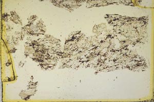 Plane Polarized, S44343