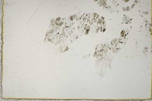 Plane Polarized, S44348