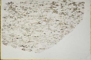 Plane Polarized, S44351