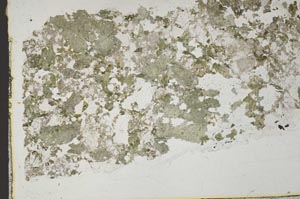 Plane Polarized, S44359/A
