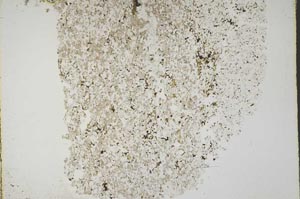 Plane Polarized, S44369