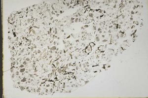 Plane Polarized, S44379