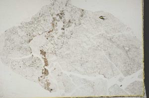 Plane Polarized, S44382