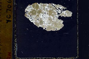 Cross Polarized, S44447