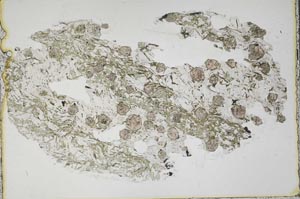 Plane Polarized, S44493