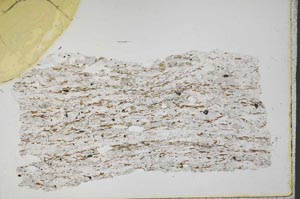 Plane Polarized, S44498