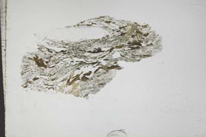 Plane Polarized, S44499