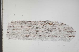 Plane Polarized, S44500