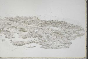 Plane Polarized, S44501