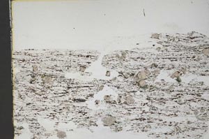 Plane Polarized, S44505