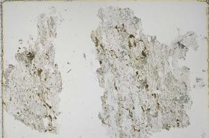 Plane Polarized, S44507