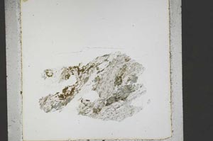 Plane Polarized, S44509