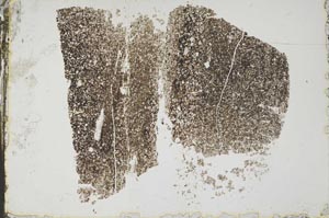 Plane Polarized, S44554