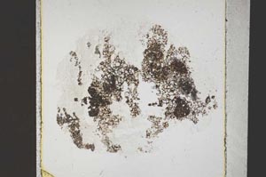 Plane Polarized, S44591