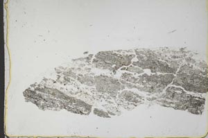 Plane Polarized, S44612