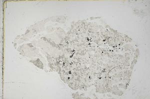 Plane Polarized, S44614