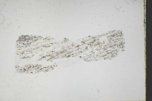 Plane Polarized, S44618