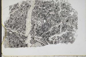 Plane Polarized, S44633