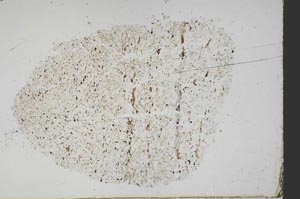Plane Polarized, S44685