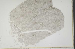 Plane Polarized, S44815