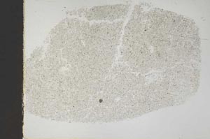 Plane Polarized, S44818