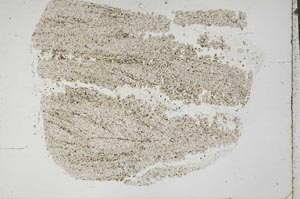 Plane Polarized, S44870