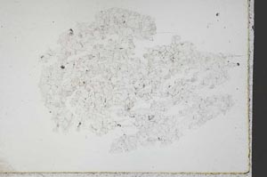 Plane Polarized, S44892