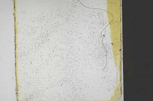 Plane Polarized, S44928
