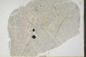 Plane Polarized, S45097