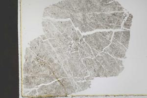 Plane Polarized, S45144