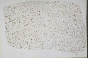 Plane Polarized, S45161