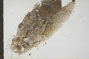 Plane Polarized, S45265