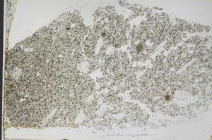 Plane Polarized, S45305