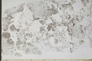 Plane Polarized, S45331