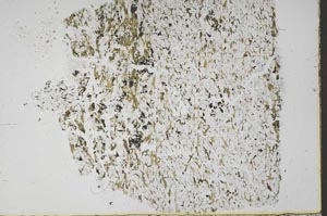 Plane Polarized, S45349