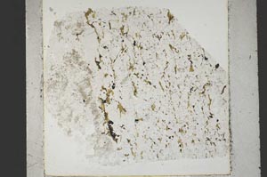 Plane Polarized, S45373