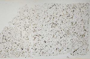 Plane Polarized, S45390