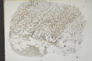 Plane Polarized, S45395