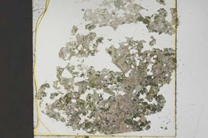 Plane Polarized, S45461