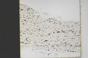 Plane Polarized, S45490