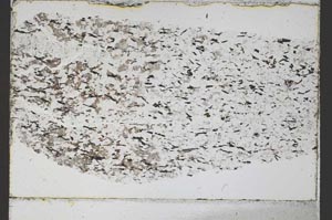 Plane Polarized, S45549