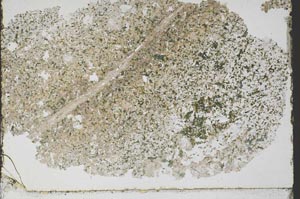 Plane Polarized, S45570