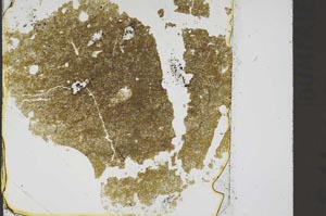 Plane Polarized, S45593