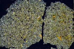 Cross Polarized, S45607