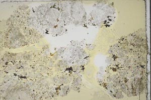 Plane Polarized, S45634