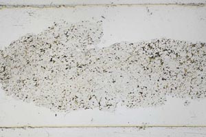 Plane Polarized, S45645