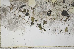 Plane Polarized, S45671