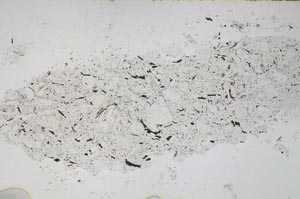 Plane Polarized, S45699