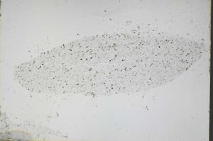 Plane Polarized, S45704