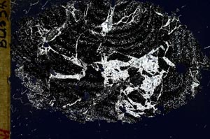 Cross Polarized, S45865